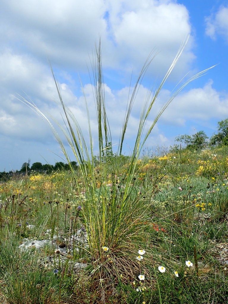 Stipa gallica